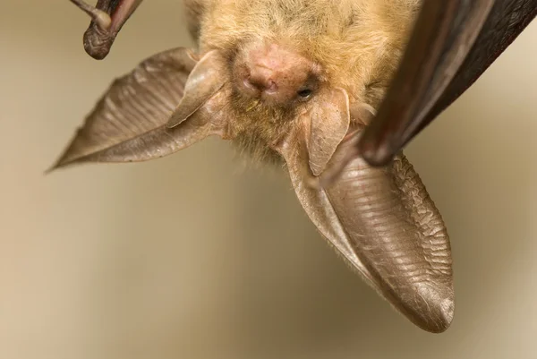 Plecotus auritus — Stok fotoğraf