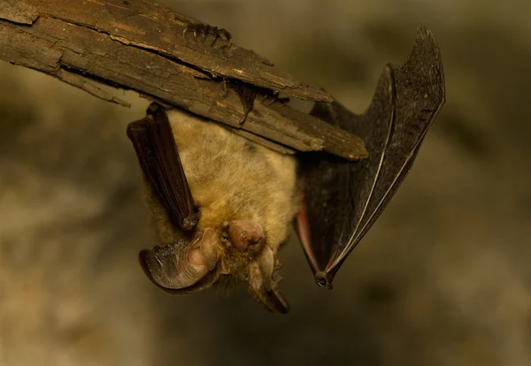 Plecotus auritus — Stock fotografie