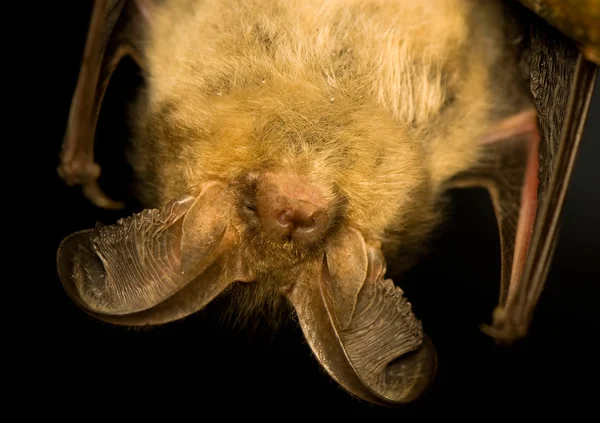 Plecotus auritus —  Fotos de Stock