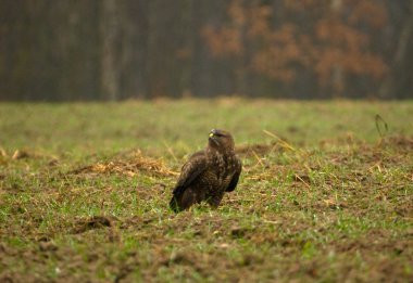 Buteo Buteo