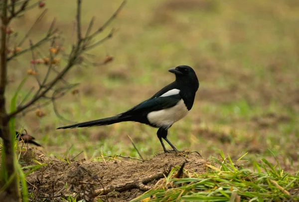 Pica pica — Stockfoto