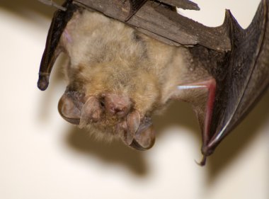 Plecotus auritus