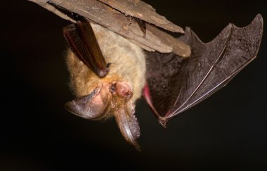 Plecotus auritus