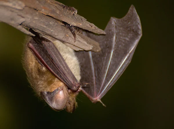 Plecotus auritus — Fotografia de Stock