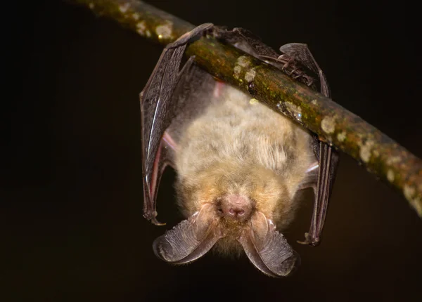 Plecotus auritus — Zdjęcie stockowe