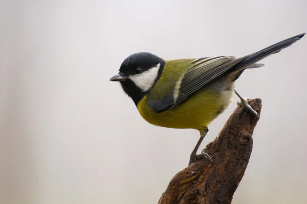 Parus major - Tit — Stock Photo, Image