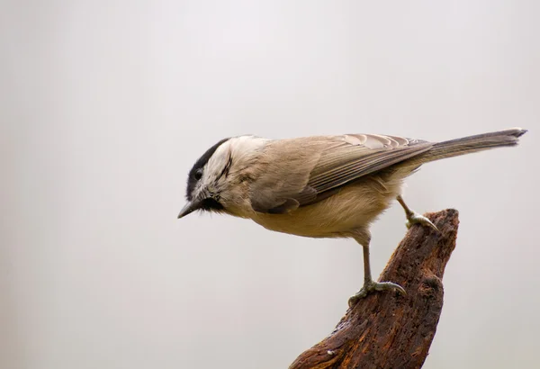 Poecile palustris — Stok fotoğraf