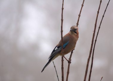 ortak jay, jay - garrulus glandarius