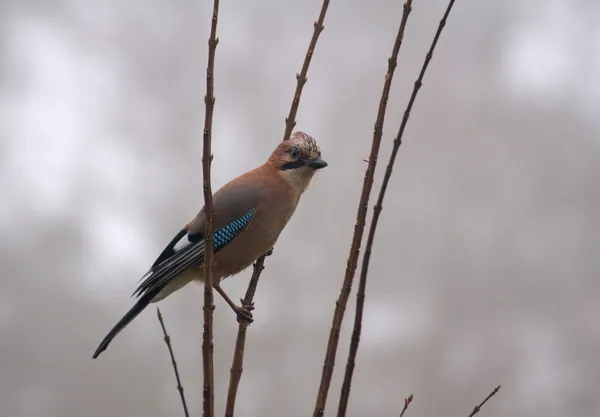 Gemensamma jay, jay - garrulus glandarius — Stockfoto