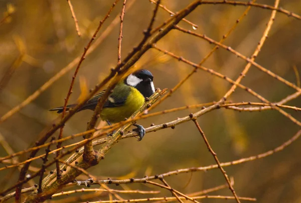 Parus major - Meise — Stockfoto