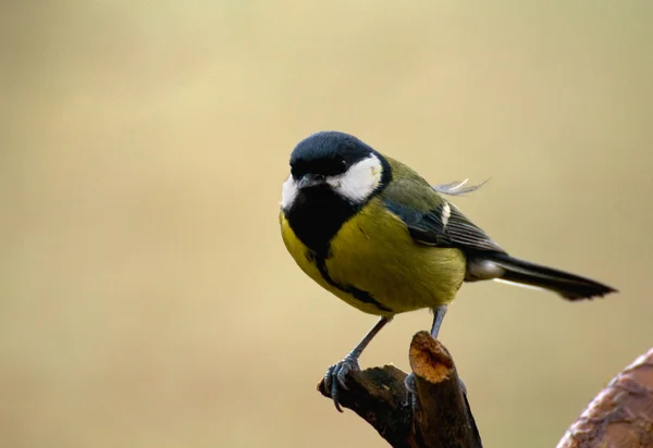 Parus major - Тит — стоковое фото