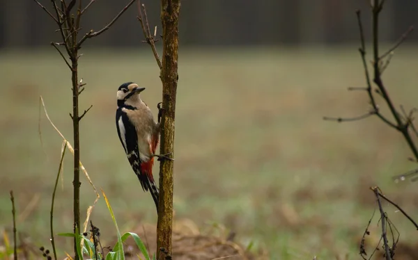 Hackspett - dendrocopos major — Stockfoto