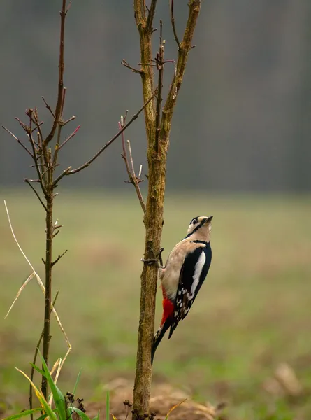 Picchio - Dendrocopo maggiore — Foto Stock