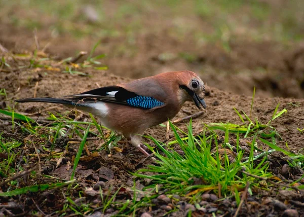 Společné jay, jay - garrulus glandarius — Stock fotografie