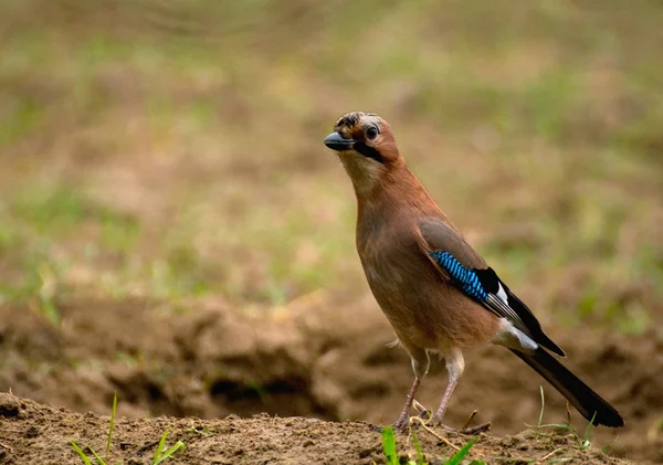 Gemeenschappelijke jay, jay - garrulus glandarius — Stockfoto