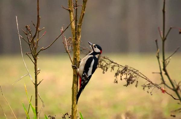 Dendrocopos stora — Stockfoto