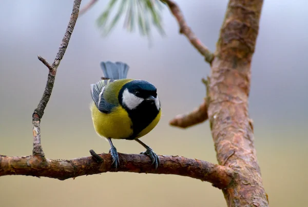 Sikora - parus major — Zdjęcie stockowe