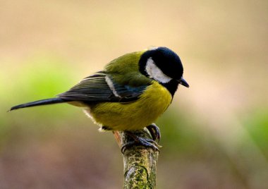 Tit - Parus major