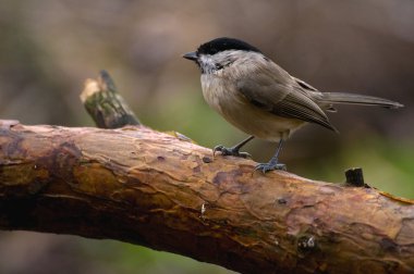 siyah - poecile montanus