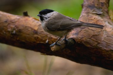 siyah - poecile montanus