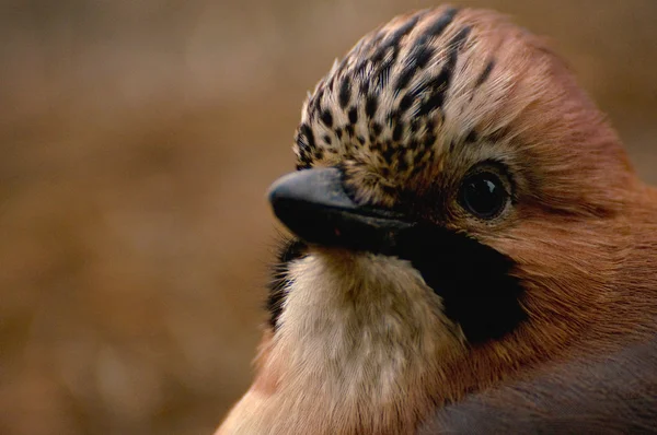 Společné jay, jay - garrulus glandarius — Stock fotografie