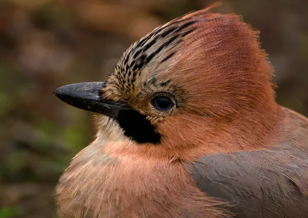 Eichelhäher, Eichelhäher - garrulus glandarius — Stockfoto