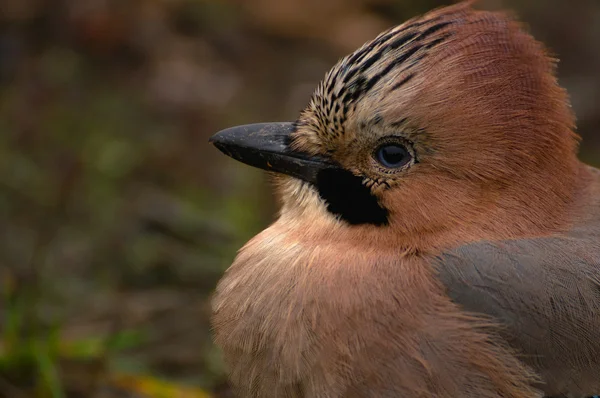 Común Jay, Jay - Garrulus glandarius — Foto de Stock