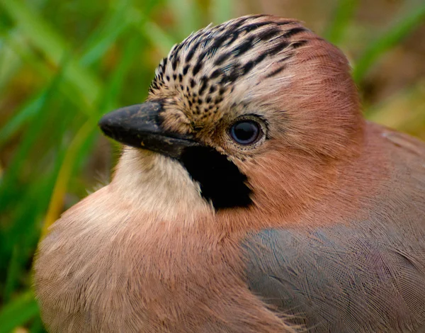 Společné jay, jay - garrulus glandarius — Stock fotografie