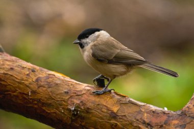 siyah - poecile montanus