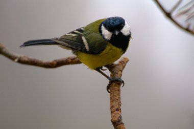 Tit - Parus major