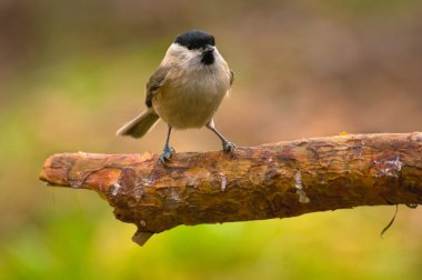 siyah - poecile montanus
