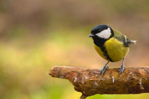 Chapim - real parus major — Fotografia de Stock