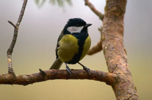 Тит - Parus major — стоковое фото