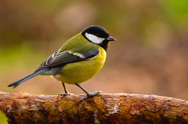 Tit - Parus major — Stock fotografie