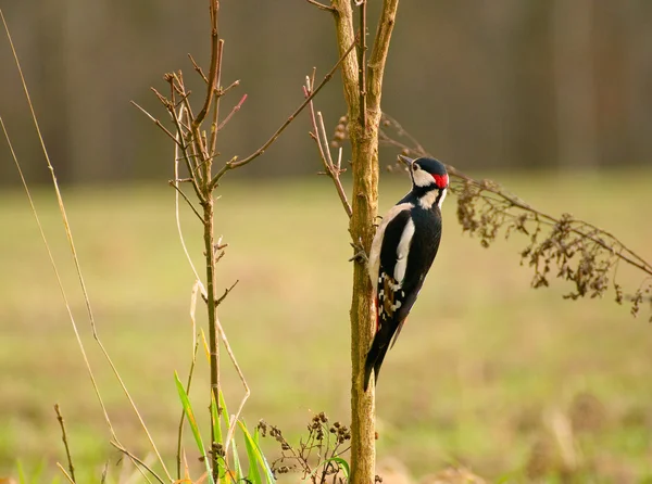 Picchio - Dendrocopo maggiore — Foto Stock