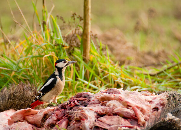 Woodpecker - Dendrocopos major