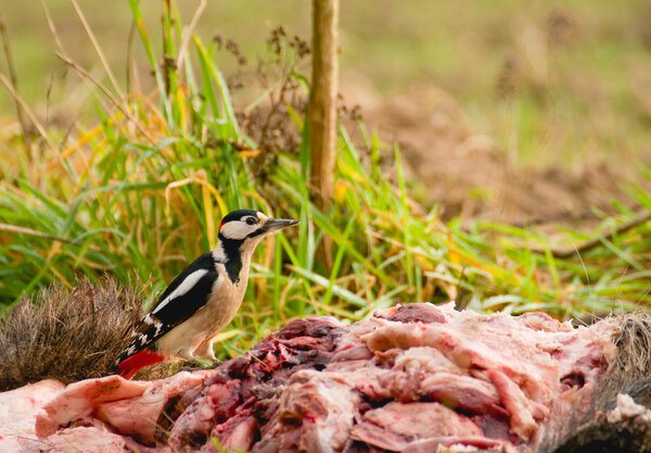Woodpecker - Dendrocopos major