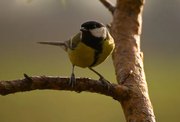 Тит - Parus major — стоковое фото