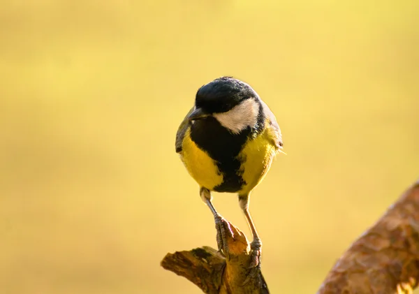 Tetas - parus mayor — Foto de Stock