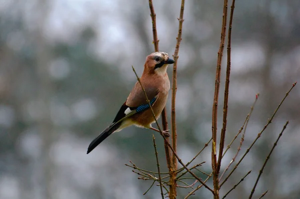 Common jay jay — Stock Photo, Image