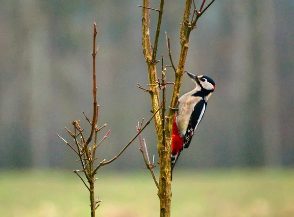 Dendrocopos stora — Stockfoto