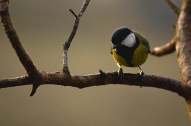 Tit - Parus major