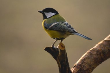 Tit - Parus major