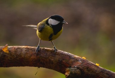 Tit - Parus major