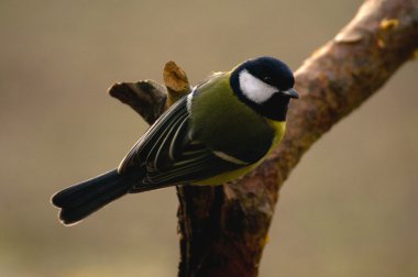 Tit - Parus major