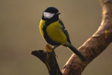 Tit - Parus major