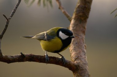 Tit - Parus major