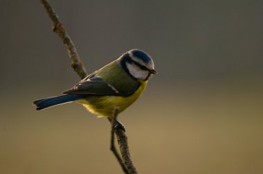 ortak Mavi baştankara, Mavi baştankara, Mavi baştankara memeli cyanistes