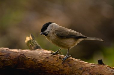 siyah - poecile montanus