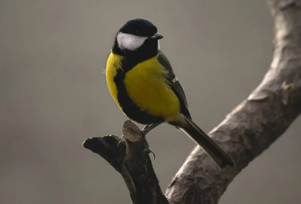 Tit - parus principali — Foto Stock